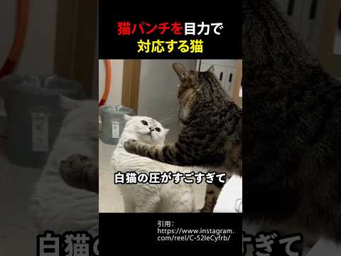 猫パンチを目力で対応する猫