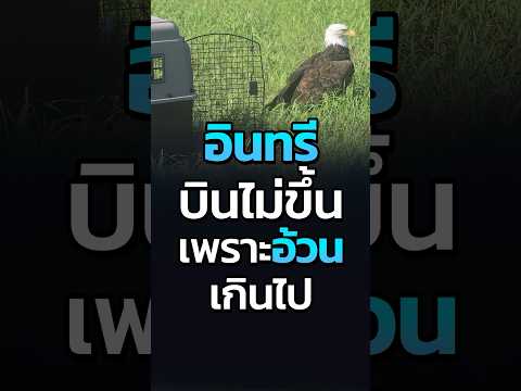 นี่สินะที่เรียกว่านกอ้วนของแทร่ #อินทรี #แรคคูน #นก #คลิปตลก #catdumb