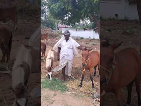 குதிரை குட்டிக்கு discount😱சந்தைக்கு வந்த குதிரை குட்டிகள்...