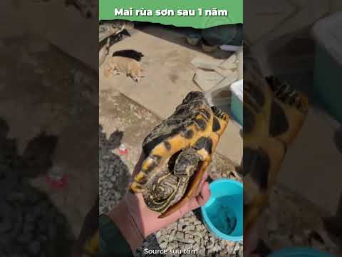 Mai rùa sơn sau 1 năm KINH KHỦNG đến mức nào? #onhachoivoirua #nuoirua #ruacanh