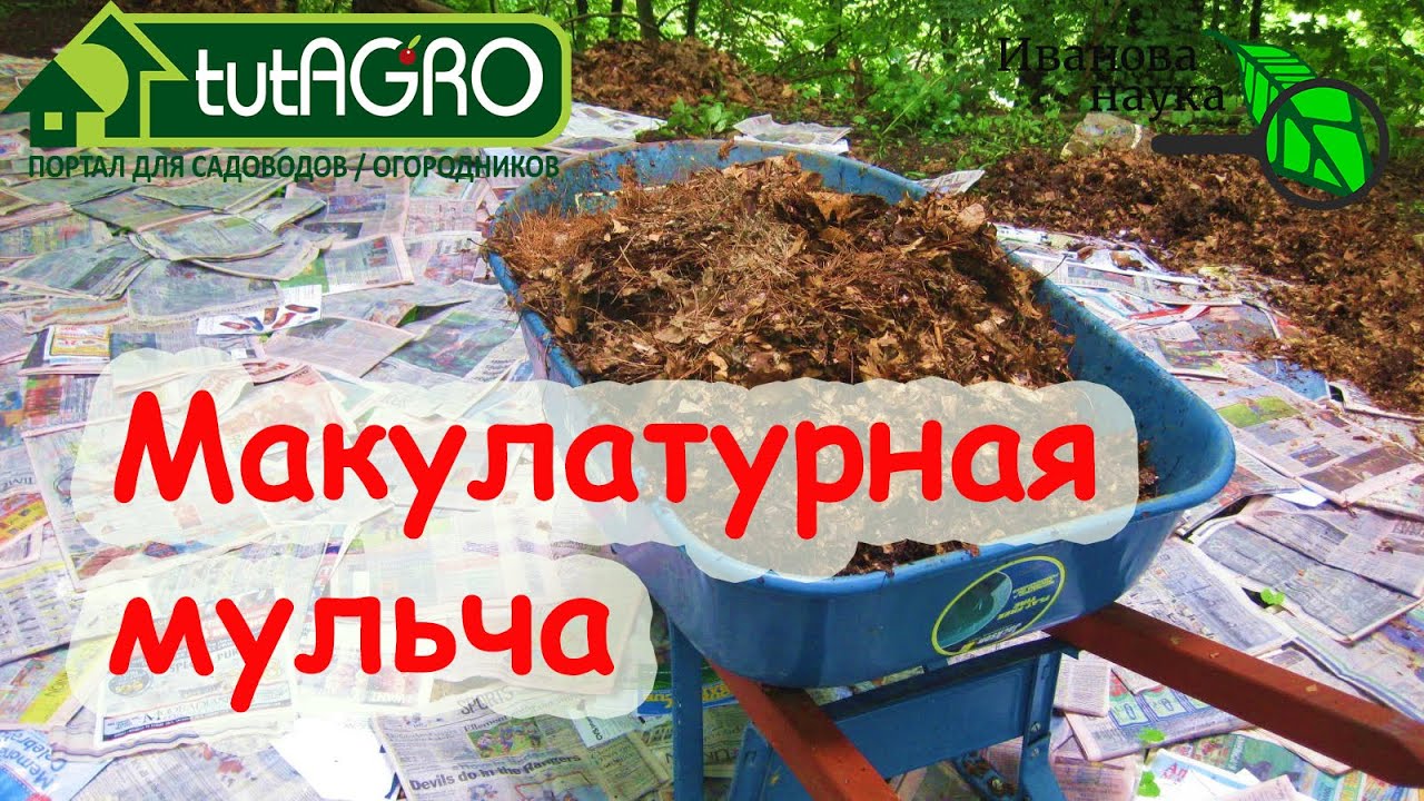 Активная макулатурная мульча! Использование газет и офисной бумаги для мульчирования