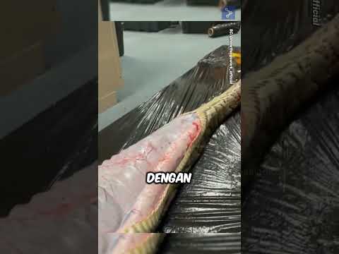 Temuan Mengejutkan di dalam Perut Ular Piton 😱