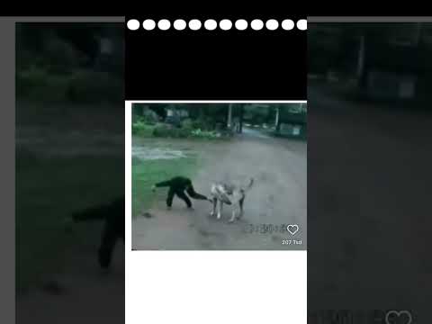 #memes #trending #viralvideo #viral #funny