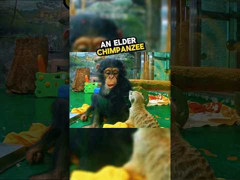 These tiger cubs was bullied by a chimpanzee 🥹💕 #animals #chimpanzee #tiger