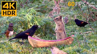Cat TV for Cats to Watch 😺🐦‍⬛ Charming Birds, Squirrels and a Little Boat 🐿 Cat Games 4K HDR