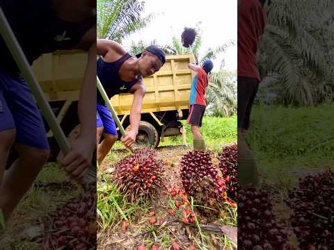 Perjuangan seorang ayah | kerja muat sawit tiap hari demi keluarga #shorts
