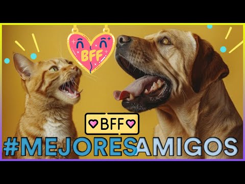 10 Consejos Infalibles Para Que Tu Gato y Tu Perro Se Lleven Bien - SiamCatChannel