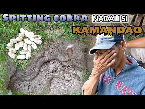 SPITTING COBRA NADALI SI KAMANDAG
