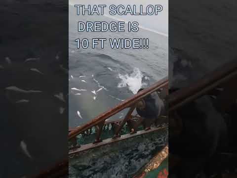 BEST TUNA BLITZ FOOTAGE EVER!!! 🔥 #shorts #commercialfishing #tuna #fishing #fyp #fypシ #viral