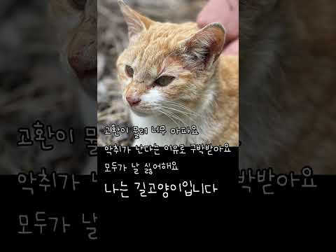버려졌어도 예쁨 받지 못하더라도 사람에게 사랑받고 싶었던 길고양이 사연 (첫번째)#shorts