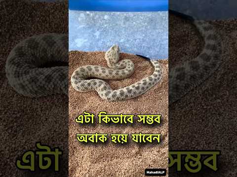 মরুভূমির বালিতে সাপ যেভাবে লুকিয়ে যায় 😱 Snake hide in sand