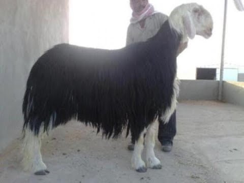 عبيد العوني شراء الاضحية المناسبة  معلومات وفوائد