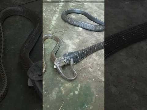 King Cobra क्यों इतना खतरनाक होता हैं ?🤔🤯 By info fact News