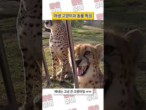 야생 고양이과 동물들 특징