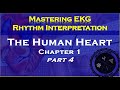 Understanding Cardiac Electrophysiology