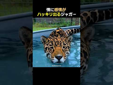 表情に 感情が ハッキリ出るジャガ－