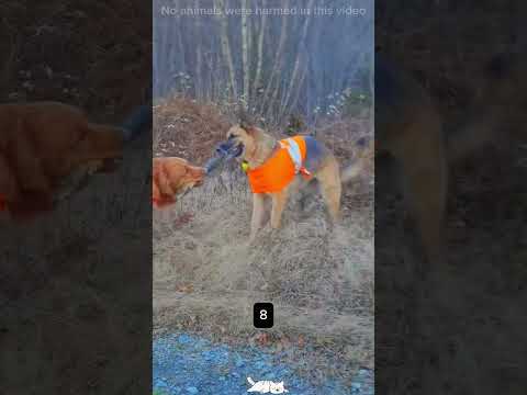 Funny Dogs With Sticks🪵🤣 Wich One Is Your Favorite?