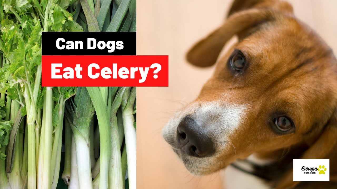 Can Dogs Eat Celery Leaves