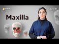Maxilla Anatomy and Functions