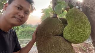 My garden is in the ripe fruit harvest season