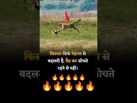 चिता vs खरगोश रेश #shorts #yt