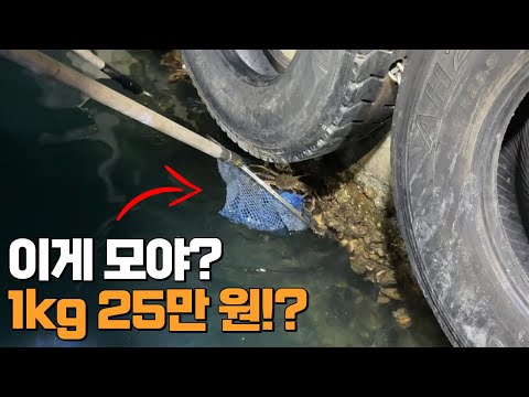 낚시 갔는데 항구에 이 비싼 것이!? 난생 처음 봅니다