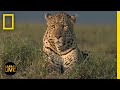 Wildlife Tracking and Animal Behavior
