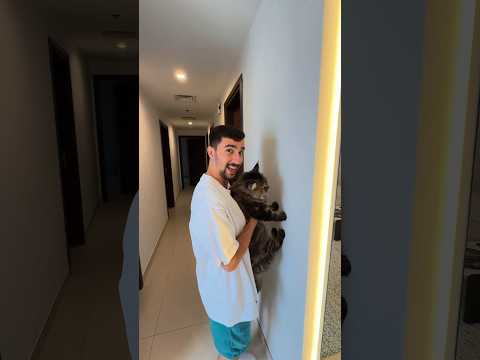 اكتشفت ذكاء قطتي