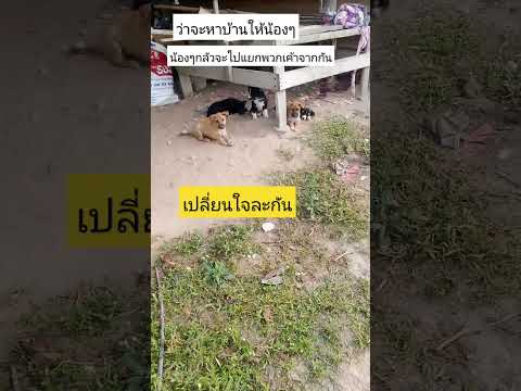 ว่าจะหาบ้านให้น้องๆ.แต่น้องๆกลัวกันจัง #สุนัข #วารีอีสานบ้านเฮา