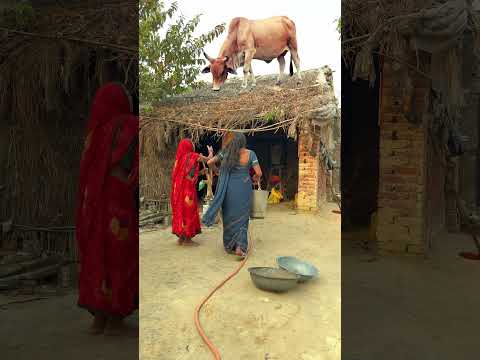 मेरी गाय मड़ई पर चढ़ गई #reetavlogs #shorts