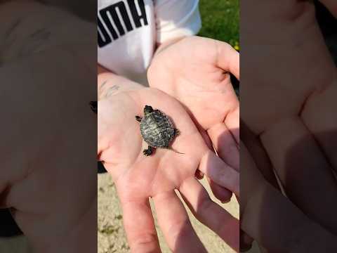 incredible animal transformation !!