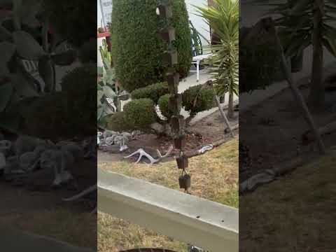 Coyote Steals Baby Raccoon As Mom Watches