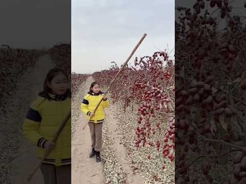 This is how dates are cultivated in China. || #shorts #shortsfeed #youtubeshorts
