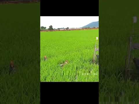 tổng hợp gát cúm núm hây nhất #shorts