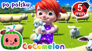 Mary małą owcę ma | CoComelon po polsku 🍉🎶 Piosenki dla dzieci
