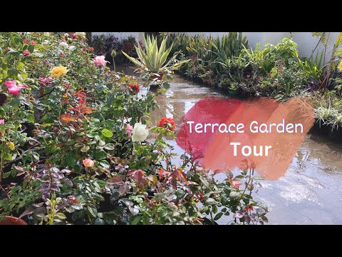 Terrace Garden Overview -Transform Small Spaces with Terrace Garden for Beginners