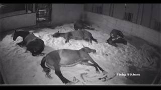 9/28/26 Horses Rainy Bedtime Stream