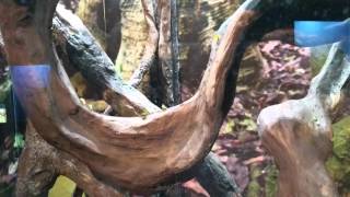 The Houston Zoo Antfarm