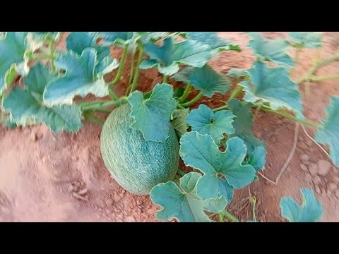 تعلم زراعة وتسميد البطيخ أو الشمام والمواد المناسب لزراعة
