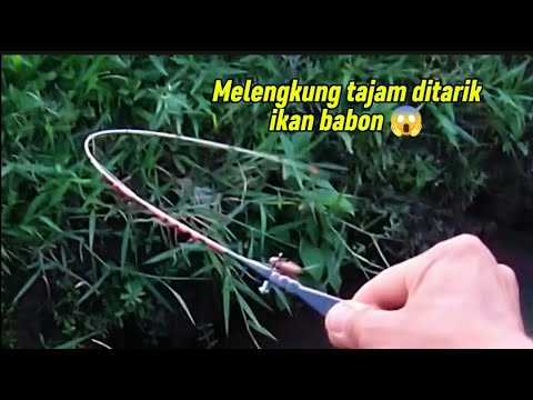 Umpan legenda gak pernah gagal ‼️ strike ikan babon terus 🎣