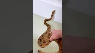 Змея которая Боится Плавать!