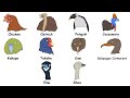 Animal Behavior and Adaptations