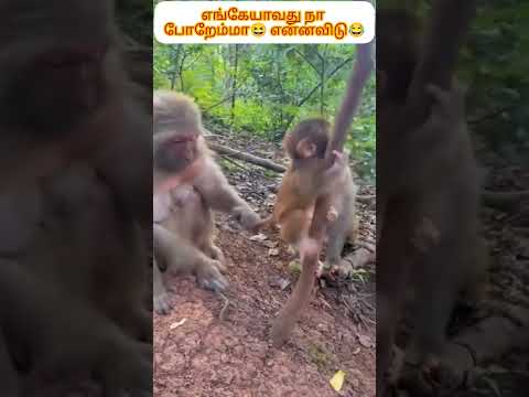 அம்மாவின் அரவணைப்பு அனபு என்றால்❤அப்பாவின் கோபம் கூட பேரன்புதான்❤💛💜#shortfeeds #comedy #familylove