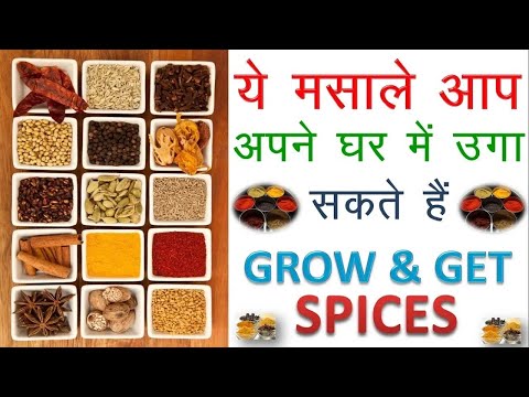 ये मसाले के पौधे आप अपने घर में उगा सकते हैं II These spice you can grow at Home