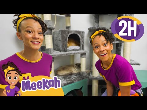 Cats and Kittens Playtime! | Blippi and Meekah Best Friend Adventures | Educational Videos for Kids