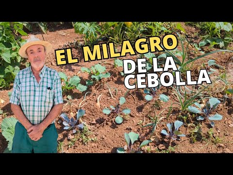 Plantamos Cebollas y Coles en la huerta 🙌 "Y Se Obra el Milagro"