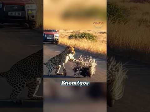 Lo que esconde el puercoespín… te va a aterrar 😱🦔