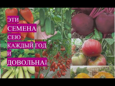Эти семена никогда меня не подводят! Сею каждый год и довольна!