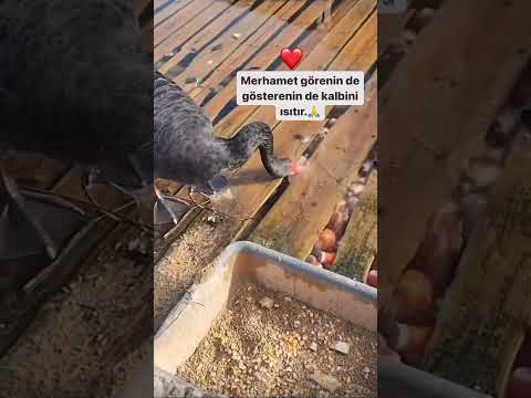 Merhamet görenin de gösterenin de kalbini ısıtır. 🙏❤️
