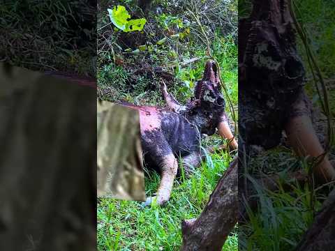 കടുവ ഇരയാക്കിയ കാട്ടുപോത്ത്... For Details watch full Video from the channel